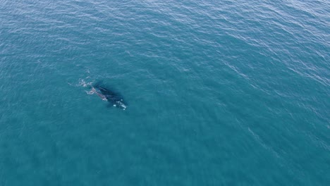 Wide-Aerial-shot-of-a-pair-of-Whales-nurcing-on-the-surface-of-the-calm-sea---Zoom-in