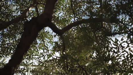 Hermosas-Ramas-Y-Hojas-De-árboles-Viejos-En-La-Calle-De-La-Ciudad,-Videografía-Urbana-De-4k