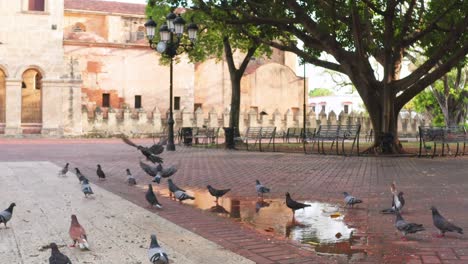 A-Drone-flies-close-to-a-Flock-of-Pigeons-in-the-Square-of-Palomas-Cathedral,-Startling-them,-and-causing-them-to-fly-in-front-of-the-Drone
