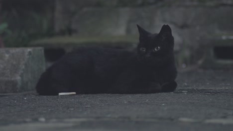 Schwarze-Streunende-Katze,-Die-Ruhig-Auf-Dem-Boden-Liegt-Und-Nachts-In-Tokio,-Japan,-In-Die-Kamera-Schaut