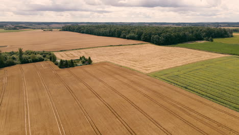Aerial-flight-over-scenic-brown-wheat-crop-fields-in-rural-agricultural-farmland