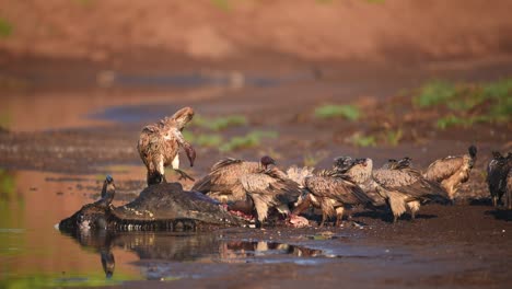 A-group-of-White-backed-Vultures-feasting-on-the-left-overs-of-a-dead-wildebeest-laying-in-a-riverbed