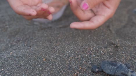 Nahaufnahme-Der-Hand-Eines-Mädchens,-Das-Eine-Kleine-Meeresschildkröte-Freilässt,-Nachdem-Sie-Ihr-über-Den-Strand-Geholfen-Hat