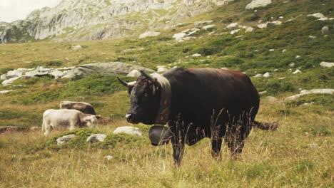 shot-of-a-large-swiss-bull-with-a-large-bell-around-its-neck-walking-on-a-mountain-in-Switzerland-in-4k