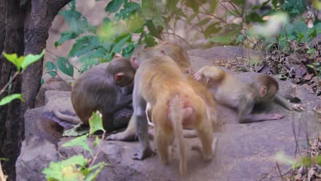 Group-of-monkeys-grooming-and-playing,-young-monkey-falls,-India-Forest---Rhesus-Macaque