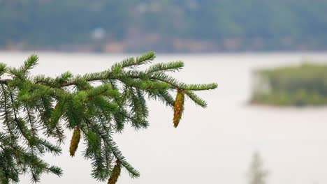 Pine-Needle-Foliage-With-Pine-Cone-Seed-Of-Conifer-Tree-Against-Blurry-Backdrop