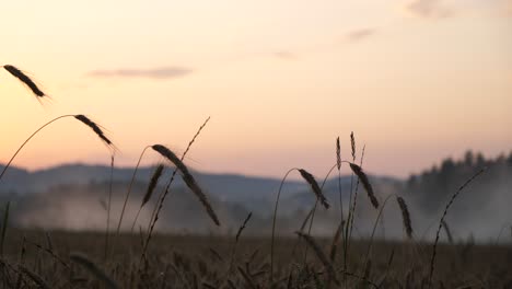 breathtaking-footage-of-a-grain-field-at-dusk