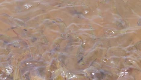 calmly-swimming-around-small-freshwater-fishes-go-crazy-when-they-feed-foods