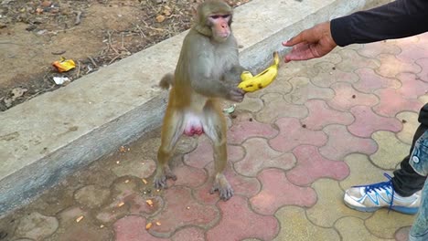 A-greedy-monkey-taking-banana-from-passerby,-while-already-holding-one-banana-in-his-hand