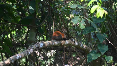 Ruht-Auf-Einem-Großen-Ast-An-Einem-Heißen-Sonnigen-Tag-Im-Wald,-Während-Er-Sich-Plötzlich-Bewegt,-Graubauchhörnchen-Callosciurus-Caniceps,-Khao-Yai-Nationalpark,-Thailand