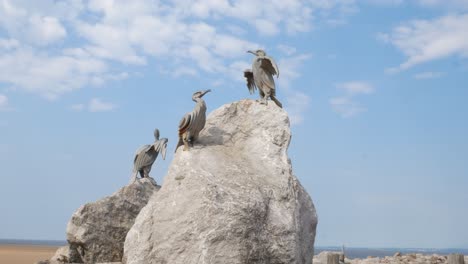 Stone-resort-jetty-promenade-cormorant-bird-sculptures-at-Morecambe-beach-under-blue-sky-dolly-slow-left