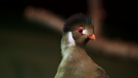 White-cheeked-Turaco-Moving-Its-Head-And-Being-Curious-On-Its-Surrounding-At-The-Zoo,-Quebec,-Canada