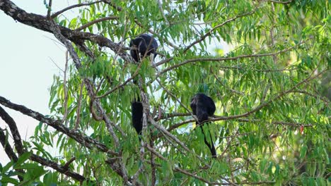 Two-individuals-seen-busy-feeding-on-fruits-of-this-tree,-Black-Giant-Squirrel,-Ratufa-bicolor,-Khao-Yai-National-Park,-Thailand