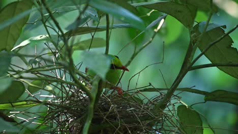 Seen-perched-on-its-nest-looking-around-and-studying-its-nest-and-broods-carefully,-Common-Green-Magpie,-Cissa-chinensis-Midnightsonata,-Thailand