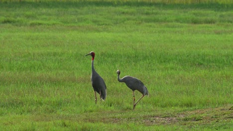 Two-seen-standing-in-the-middle-of-a-grass-land-in-the-morning,-Sarus-Crane,-Antigone-antigone,-Buriram,-Thailand