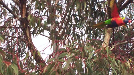 Rosella-Im-Eukalyptusbaum-Fliegt-Davon
