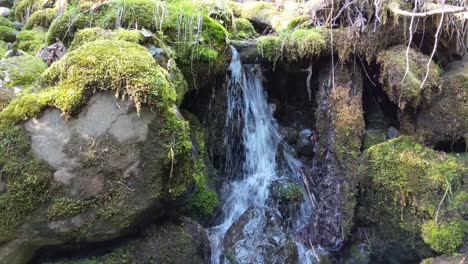 Wasser-Fließt-über-Bemooste-Felsen-Im-Wald-Des-Olympic-National-Forest