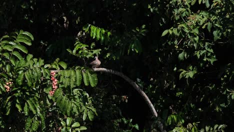 Gefleckte-Taube,-Spilopelia-Chinensis,-Thront-Auf-Einem-Fruchtzweig,-Der-Sich-Unter-Der-Morgensonne-Putzt-Und-Pflegt,-Khao-Yai-Nationalpark,-Thailand
