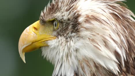 Bald-eagle-detailed-head-profile-close-up