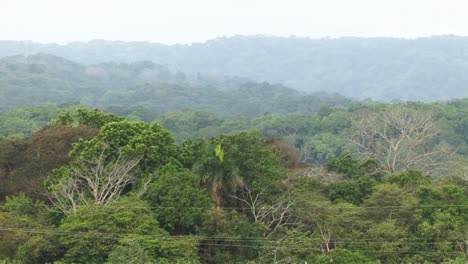 Selva-Tropical-Alrededor-De-Las-Esclusas-De-Gatún,-Canal-De-Panamá