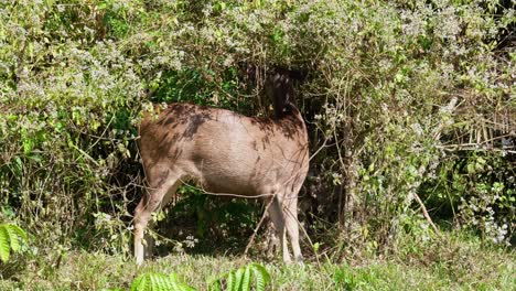 Seen-deep-in-the-thick-of-a-bush-feeding-on-some-leaves-of-a-special-plant,-Sambar-Deer,-Rusa-unicolor,-Khao-Yai-National-Park,-Thailand