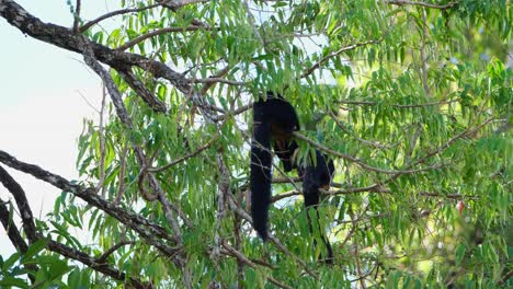 Reaching-out-for-something-to-eat-on-a-branch-while-the-other-at-the-background-is-busy-feeding-as-well,-Black-Giant-Squirrel,-Ratufa-bicolor,-Khao-Yai-National-Park,-Thailand