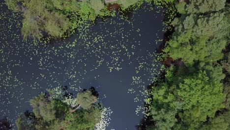 Aerial-Descent-towards-lily-pond-in-a-forest