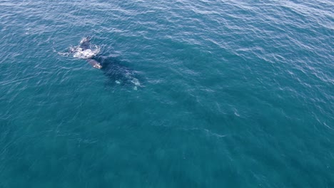Aerial-Zoom-in-of-two-Whales-a-Mother-with-Calf-swimming-peacefully