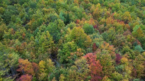 Autumn-foliage-texture-aerial-top-view,-colorful-forest-trees-seen-from-above