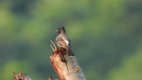 Red-Vented-Bulbul-in-tree-UHD-4k-mp4