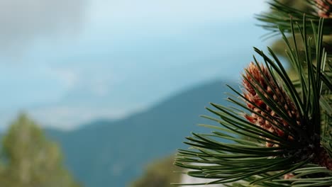 Brown-Cone-Of-An-Evergreen-Bosnian-Pine-Tree-In-The-Woodlands