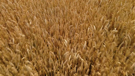 Barley-crops,-swathes-of-fresh-barley-growing-in-the-fields-of-Poland-Northern-Europe