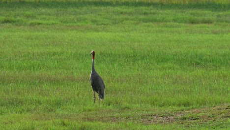 Standing-alone-and-then-one-comes-in-to-join-from-the-left-walking-towards-the-right,-Sarus-Crane,-Antigone-antigone,-Buriram,-Thailand