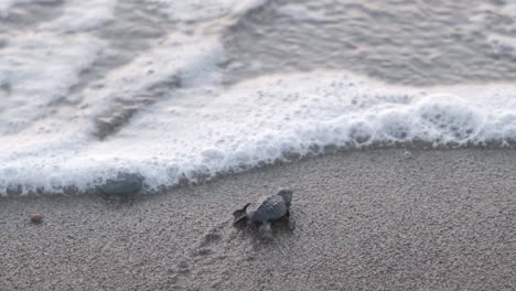The-triumphant-moment-that-a-newborn-Loggerhead-turtle-reaches-the-sea-against-all-odds
