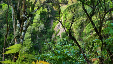 Slow-pan-shot-showing-dense-tropical-forest-landscape-with-green-hills-while-sun-is-shining---Waimangu,New-Zealand