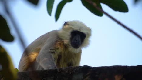 A-mischievous-langur-staring-from-the-open-roof-at-the-camera-out-of-curiosity