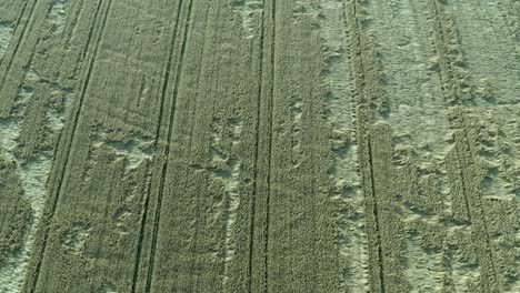 Aerial-pattern-of-frosty-rows-of-cereal-crop-lying-down-in-green-field