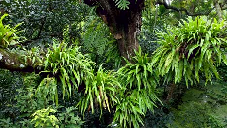 Areial-views-of-Parasitic-plants-have-been-created-depending-on-large-trees