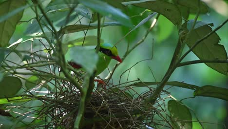 Seen-jumping-on-its-nest-then-did-some-house-keeping-as-it-looks-into-its-nest-carefully,-Common-Green-Magpie,-Cissa-chinensis-Midnightsonata,-Thailand