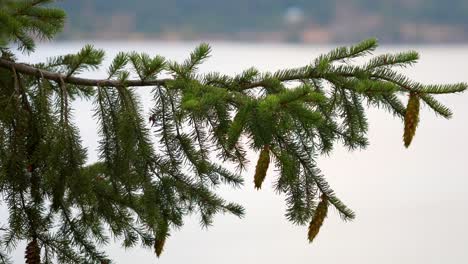 Norway-Spruce-With-Pine-Cones-Overlooking-Calm-Water
