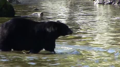 Black-bear,-fishing-for-salmon-in-Ketchikan,-Alaska