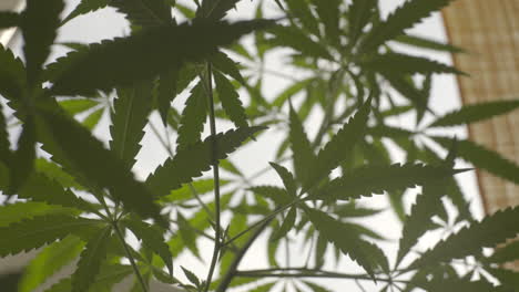 Marijuana-leaves-close-up-handheld-shot-against-white-window-with-natural-light