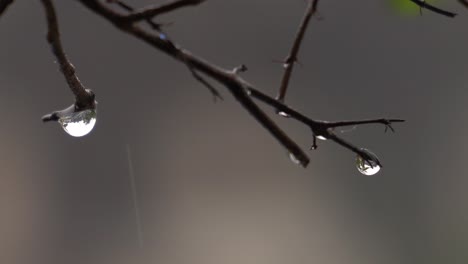 Closeup-of-water-drops-at-tip-of-naked-branch-of-plant-during-rainy-season