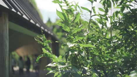 Grüne-Pflanzen,-Die-Sich-Im-Wind-Vor-Dem-Club-Harie-J&#39;oublie-Le-Temps-An-Einem-Sonnigen-Tag-In-Shiga,-Japan,-Wiegen