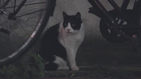 Gato-Callejero-Blanco-Y-Negro-Curiosamente-Sentado-En-El-Suelo-Debajo-De-La-Bicicleta-Por-La-Noche-En-La-Calle-De-Tokio,-Japón
