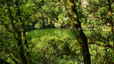 Close-up-of-dense-forest-trees-and-green-colored-Pond-in-background---Waimangu-Conservation-Area-of-New-Zealand
