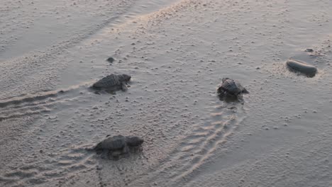 Baby-Carreta-Caretta-Unechte-Karettschildkröten,-Die-Es-Zum-Ersten-Mal-Ins-Wasser-Schaffen,-Als-Eine-Welle-Sie-Am-Ufer-überspült