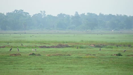 A-flock-foraging-during-the-morning-at-a-grassland-and-two-individuals-walk-towards-the-left,-Sarus-Crane,-Antigone-antigone,-Buriram,-Thailand