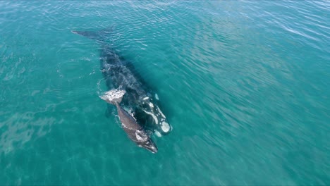 A-Peaceful-Whale-Swimming-with-her-Calf-in-Shallow-Clear-Waters---Aerial-wide-shot