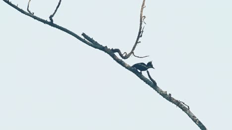 Seen-foraging-for-some-grubs-around-the-branch-and-then-jumps-to-fly-towards-the-right-going-down